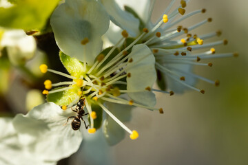 Beautiful white cherry flowers with ant in the garden