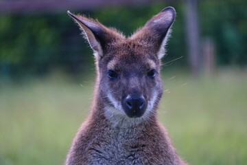 Closeup of The Red-Necked Wallaby or Bennett's Wallaby (Macropus Rufogriseus) in Czech Farm Park. Head Portrait of Cute Brown Tasmanian Kangaroo in Czech Farmpark Nature.