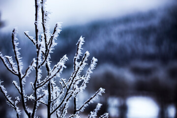 snow covered branches