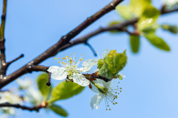 Beautiful white cherry flowers with raindrops in the garden