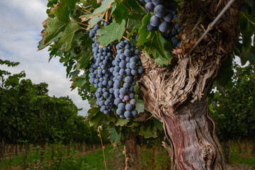 Uvas 16