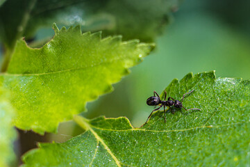 a hard worker ant on a green petal drinks dew