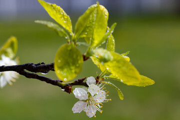 Beautiful white cherry flowers with raindrops in the garden