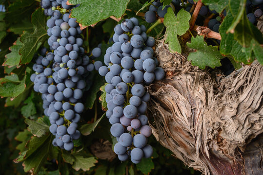 Uvas 15