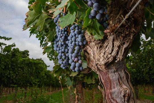 Uvas 16