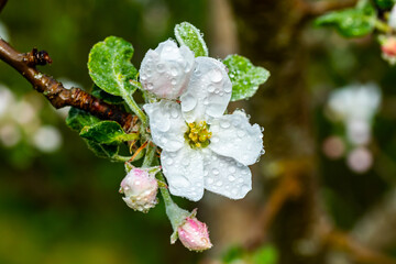 Apple blossom with raindrops in the garden on spring