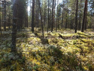forest in autumn