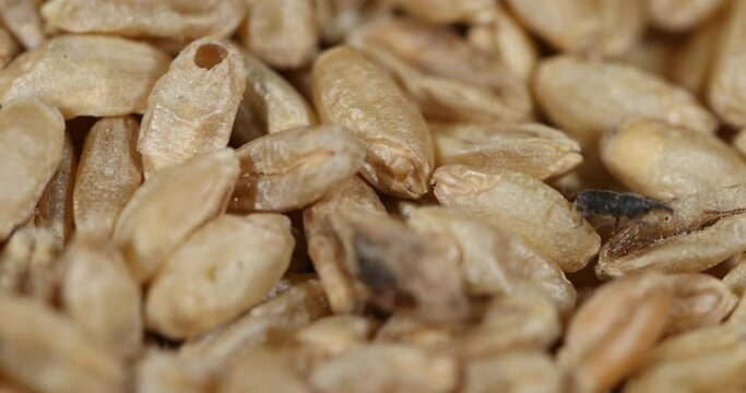 durum wheat infested with parasites causes long shelf life, granary weevil, The wheat weevil (Sitophilus granarius) spread on durum wheat