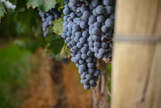 Uvas 2020 8