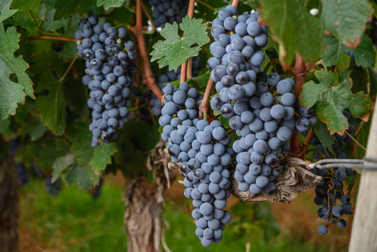 Uvas 2020 9