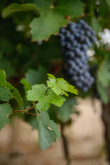 Uvas 2020 14