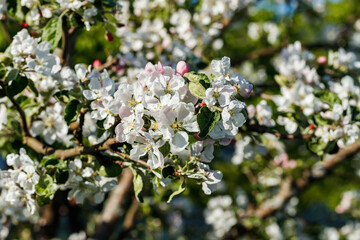 Apple blossom in the garden on spring