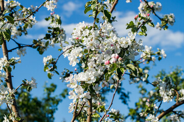 Apple blossom in the garden on blue sky background