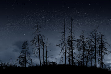 dead trees on dark night with bright stars