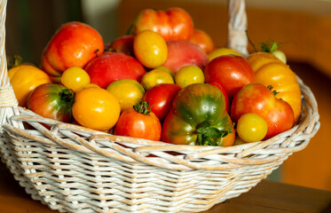 organic tomatoes of different colors in a basket