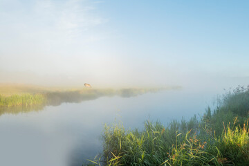 Fototapeta na wymiar Sunny foggy morning with river and grazing cow