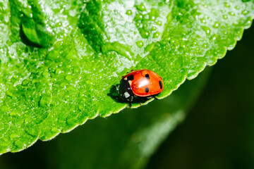 Apple leaf with ladybug and raindrops in the garden on spring