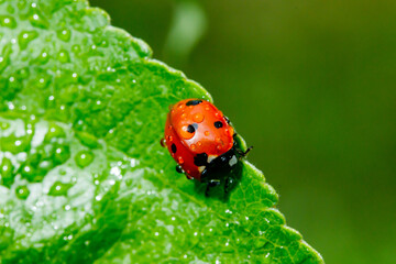 Apple leaf with ladybug and raindrops in the garden on spring