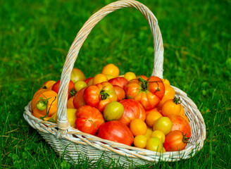 organic tomatoes of different colors in a basket