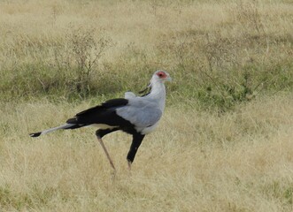 Secretary bird, Ngorongoro Crater, Tanzania