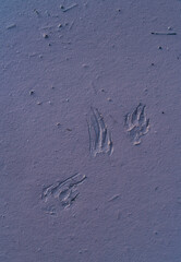 Footprints, Río Tinto - Red River, Sierra Morena, Gulf of Cádiz, Huelva, Andalucia, Spain, Europe