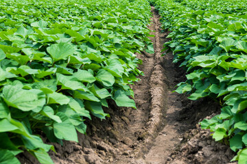 さつまいも畑