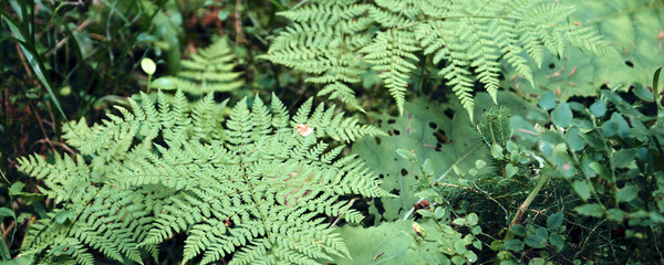 Green ferns leaves background in sunlight.. Dark autumn or summer Forest. Mountains hills landscape. Adventure Travel Concept