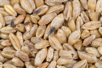 durum wheat infested with parasites causes long shelf life, granary weevil, The wheat weevil...