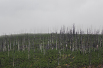 Fototapeta premium verkohlte Baumstämme nach Waldbrand, Canada