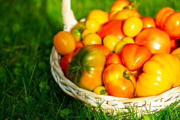 organic tomatoes of different colors in a basket