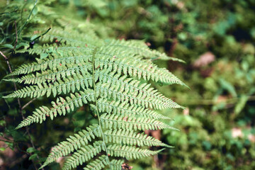 Green ferns leaves background in sunlight.. Dark autumn or summer Forest. Mountains hills landscape. Adventure Travel Concept