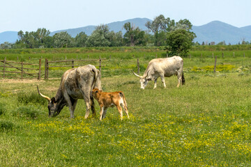 Italy Tuscany Grosseto, natural park of the Maremma nature reserve Alberese Uccellina free animals