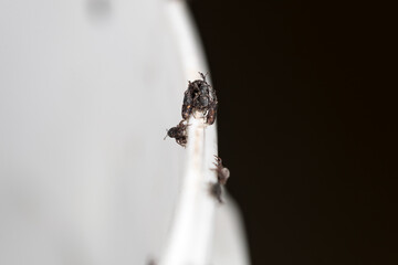 grain weevil on the edge of a bucket, The wheat weevil (Sitophilus granarius) spread on durum wheat