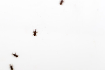 grain weevil on the white wall