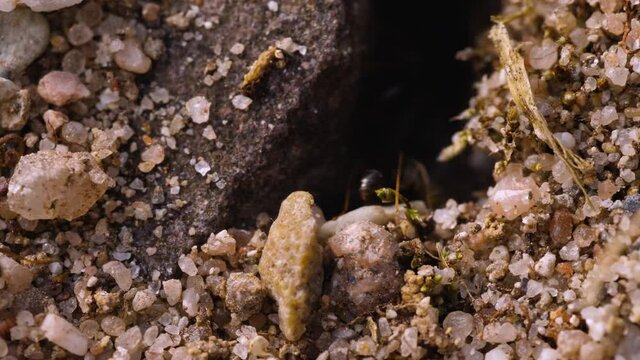 Close up of ants entering and leaving their borrow carrying stones