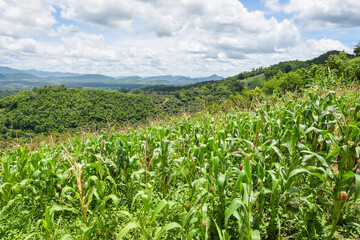 Fototapeta na wymiar Green corn field in plantation agriculture Asian blue sky background - nature of beautiful morning corn field on the mountain