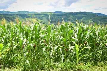Green corn field in plantation agriculture Asian blue sky background - nature of beautiful morning corn field on the mountain