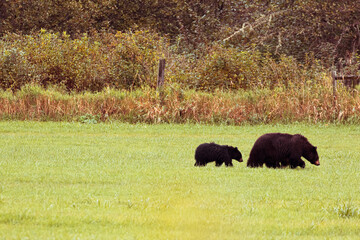Braunbär Mutter mit Kindern Clearwater