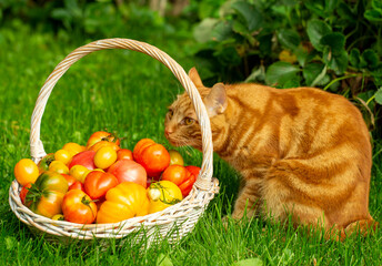 cat sitting with a basket of ripe tomatoes in the garden