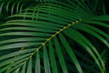 Plam leaves natural green pattern on dark background - Leaf beautiful in the tropical forest plant jungle