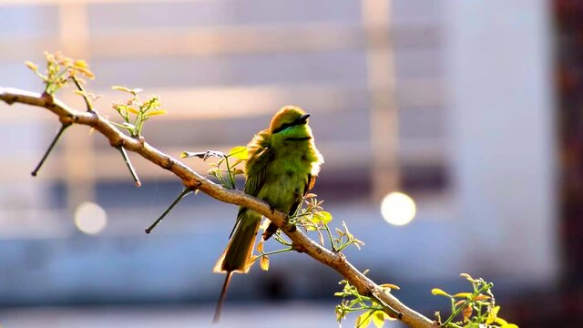 indian bee-eater bird (Merops apiaster) perching on a branch in green nature background