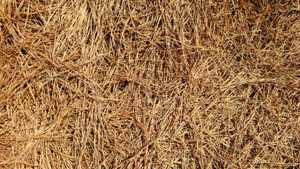 Detalhes de folhas secas de pinus no chão.