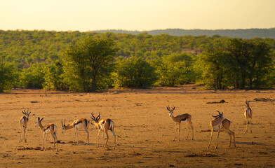 Fototapeta na wymiar Herd of springbok antelopes photographed at sunset in Namibia