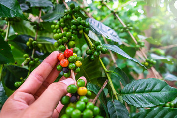 Raw coffee beans from coffee trees