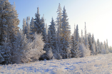 Beautiful winter forest. Background. Landscape.