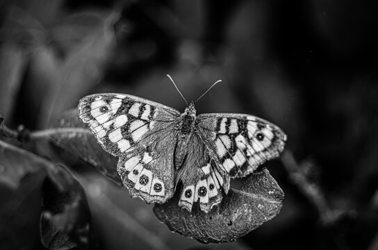 borboleta