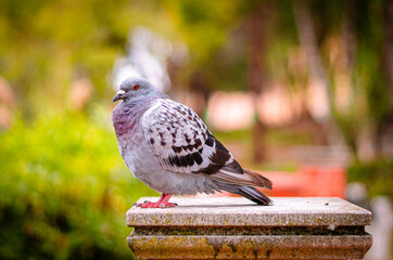 pombo