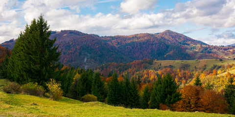 mountainous countryside landscape in autumn. beautiful scenery with forested rolling hills in fall colours. carpathian rural landscape. sunny day with clouds on the sky