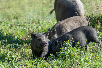 Little cute baby pigs playing in summer lawn. Black piglets feeding in green sunny grass farm field