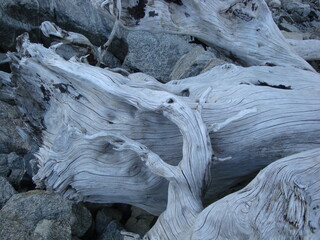 Hetch Hetchy drift wood